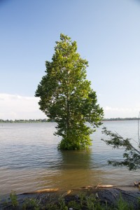 Tree in th River