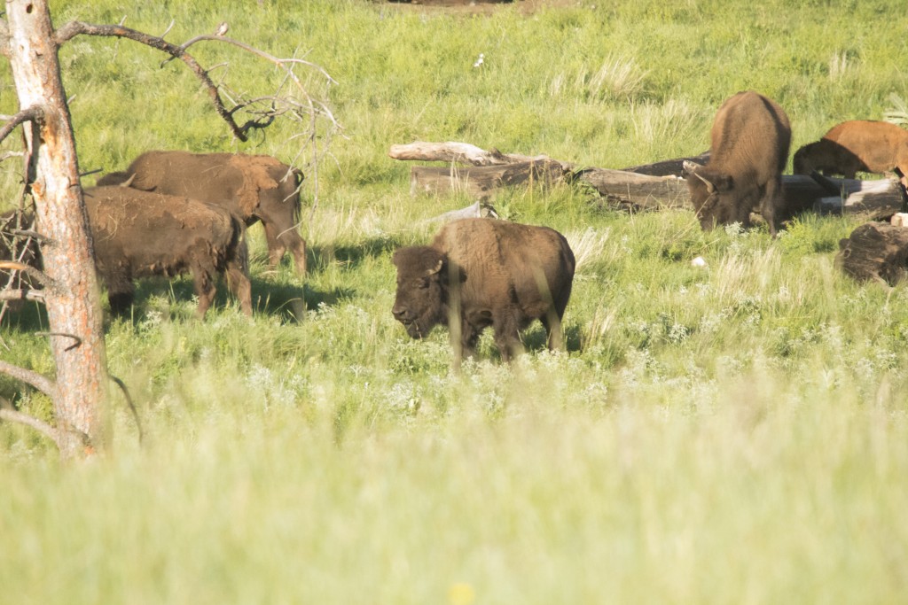 Buffalo in Cuter State Park
